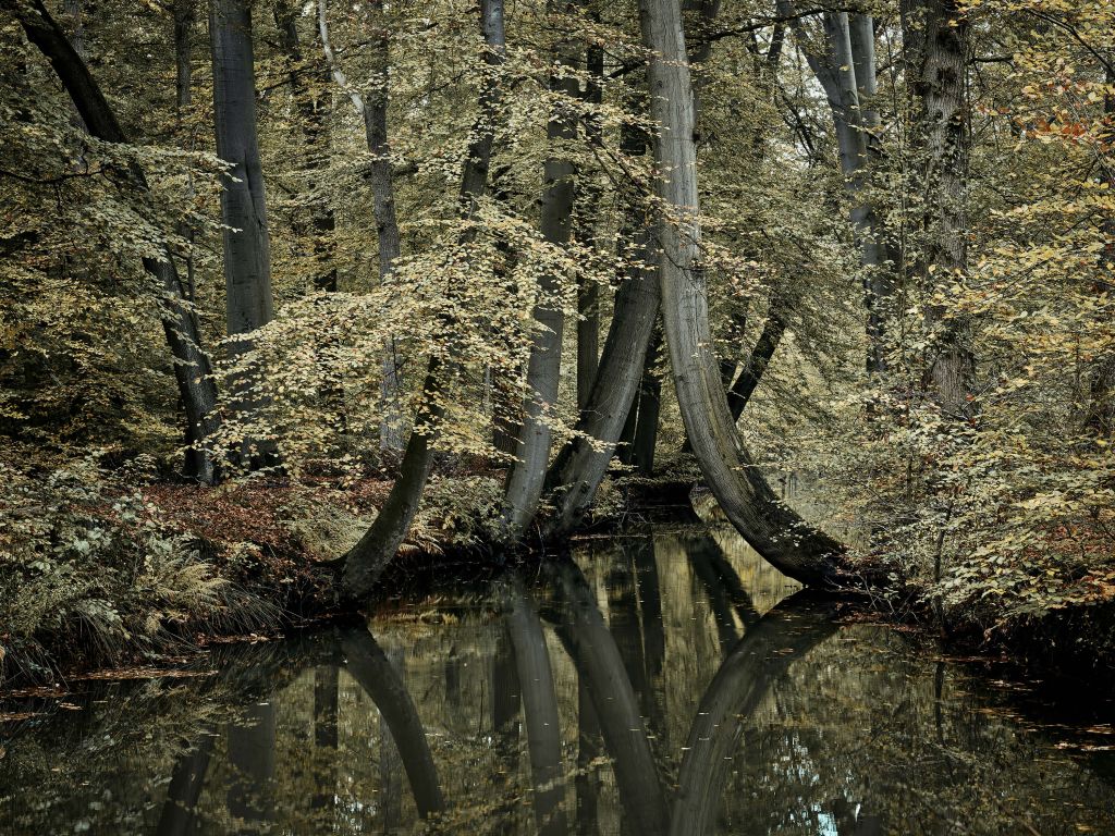 Beekje met hangende bomen