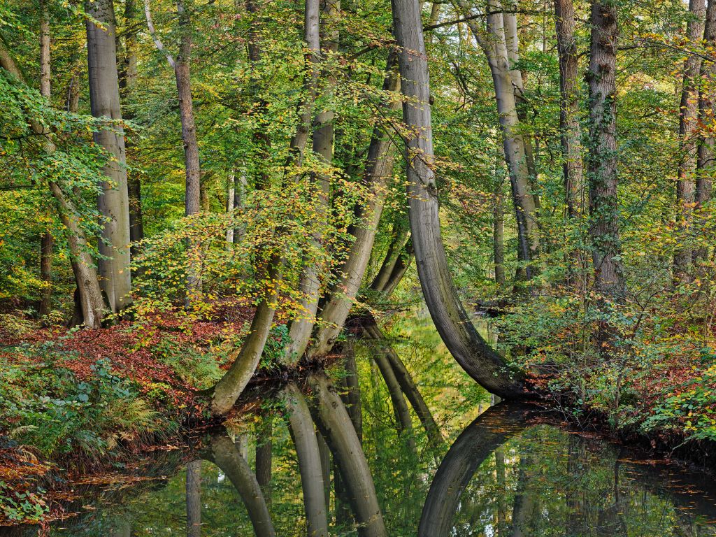 Weerspiegeling van gebogen bomen