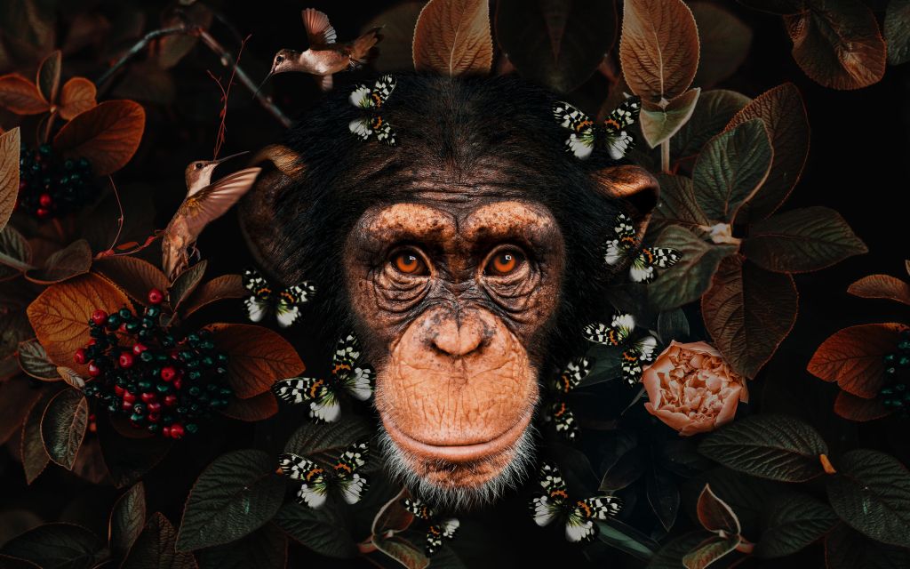 Tropical Chimpanzee