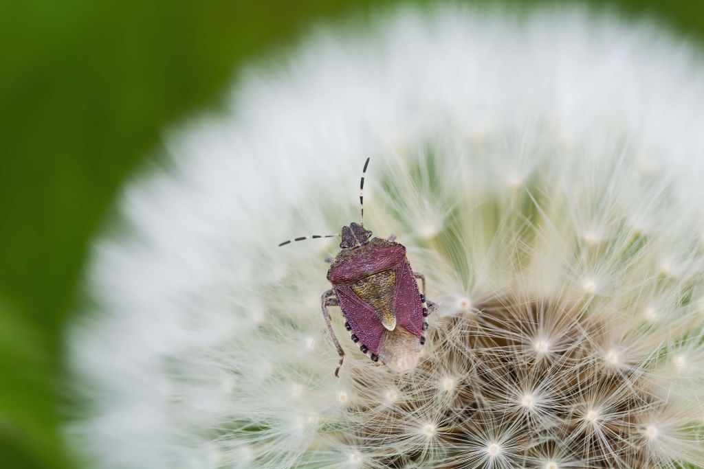 Roze Kever op een Uitgebloeide Paardebloem