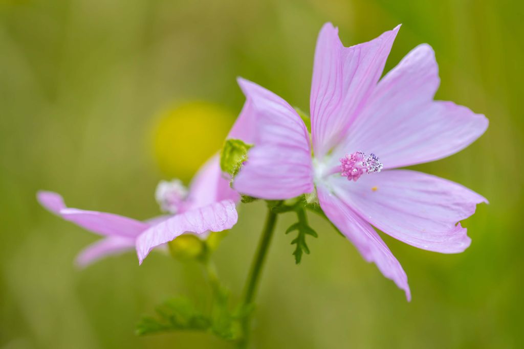 Lila Bloemen met een Vleugje Geel