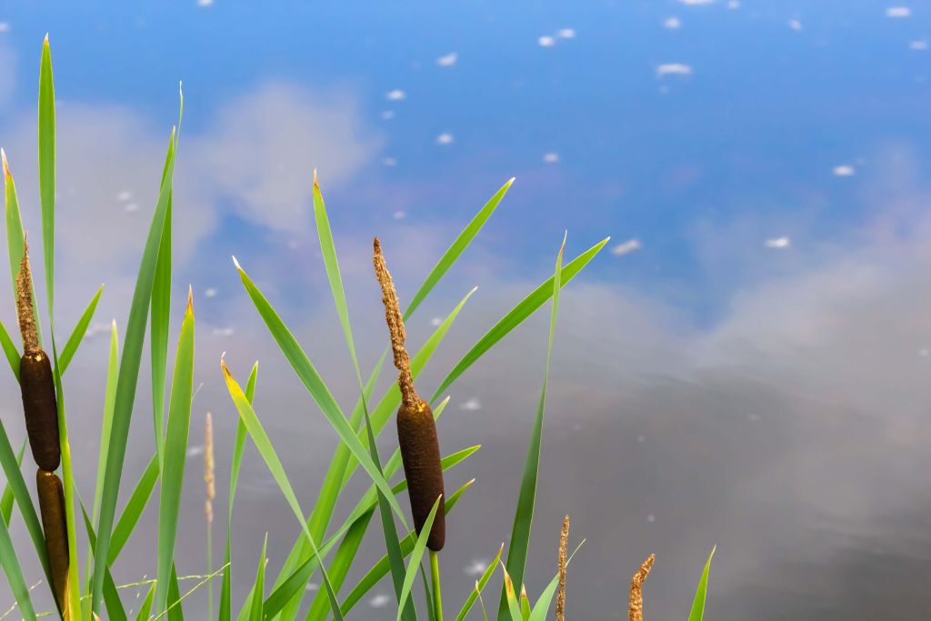 Reflecties bij de Vijver