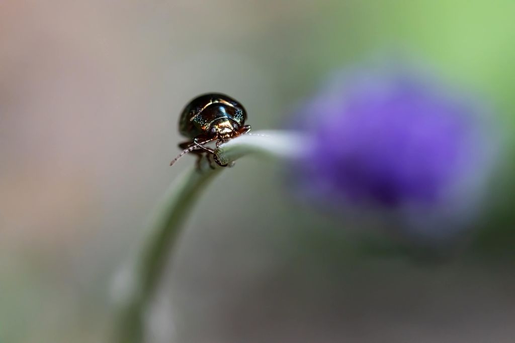 Rozemarijn Kever met Lavendel