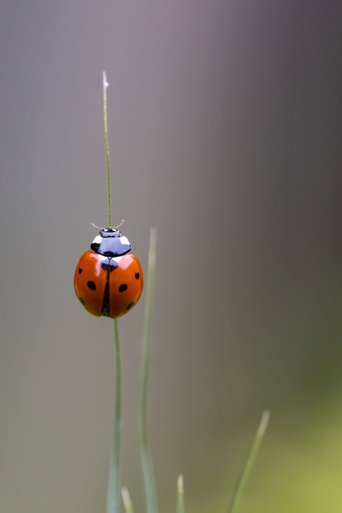 Lieveheersbeestje op een Grassprietje