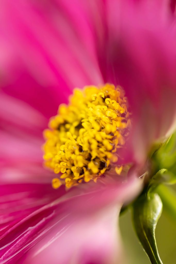 Roze Cosmos