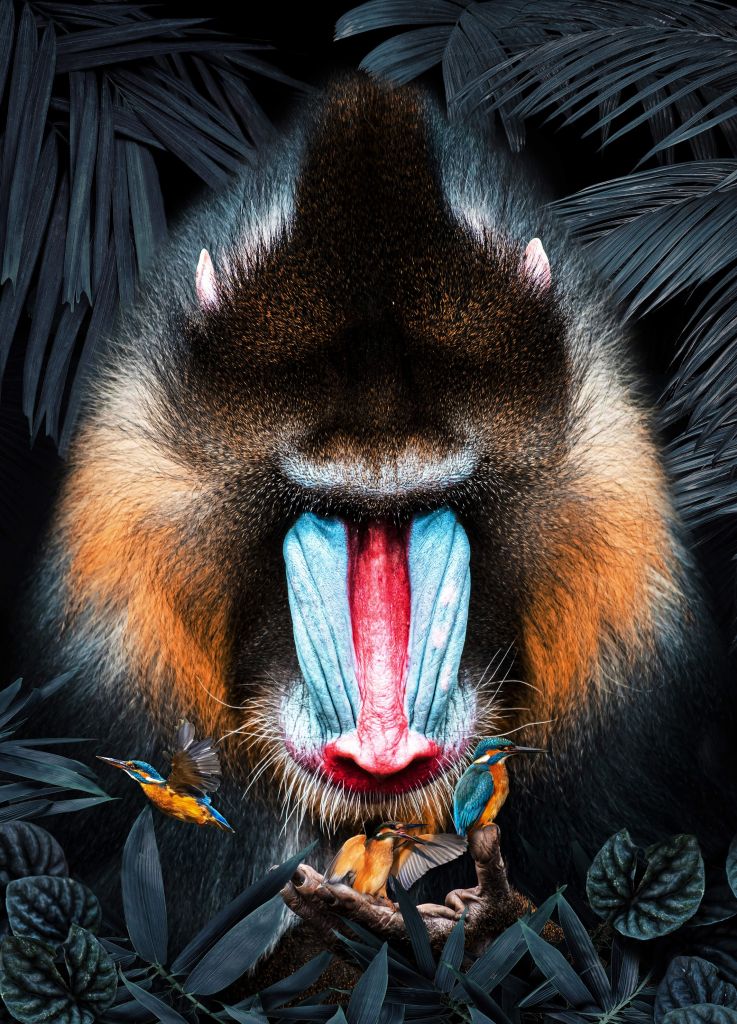 Mandrill Portret