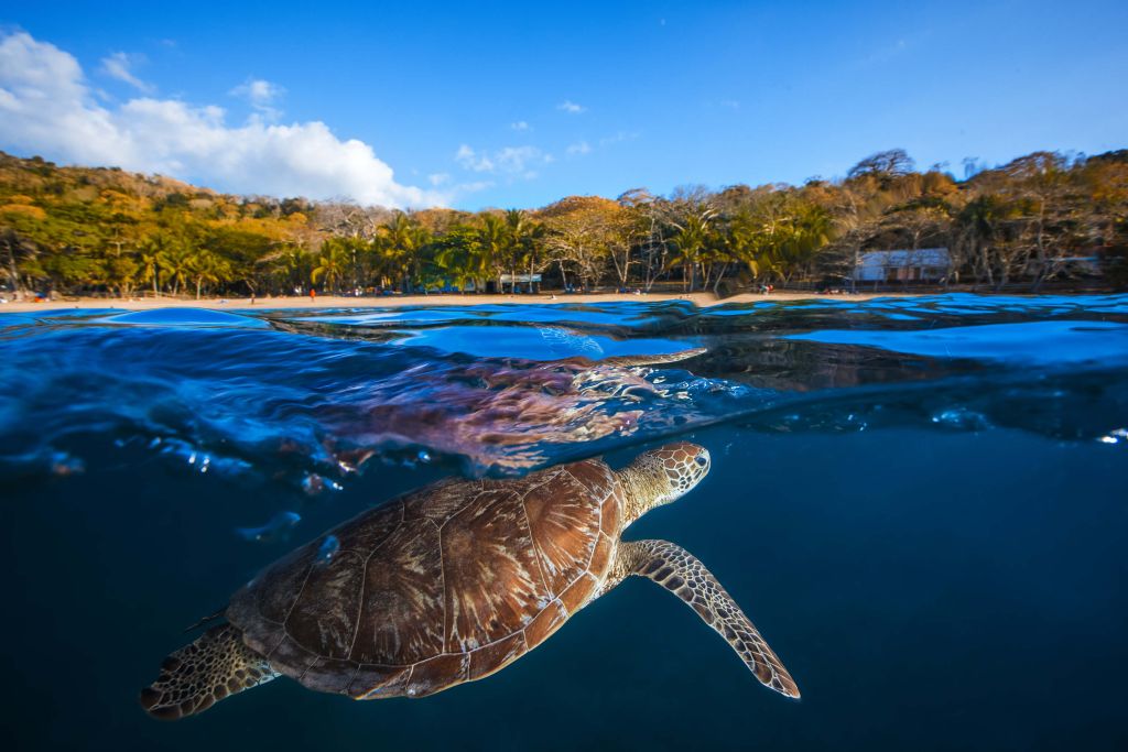 Green Turtle - Sea Turtle