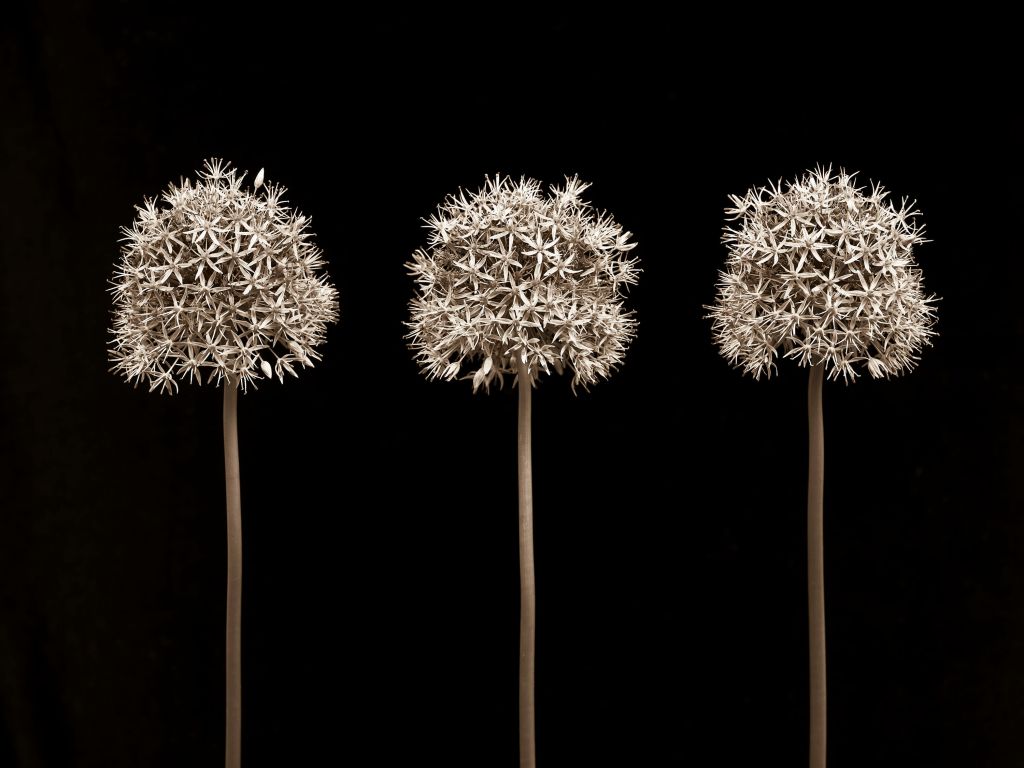 Drie allium bloemen in een rij