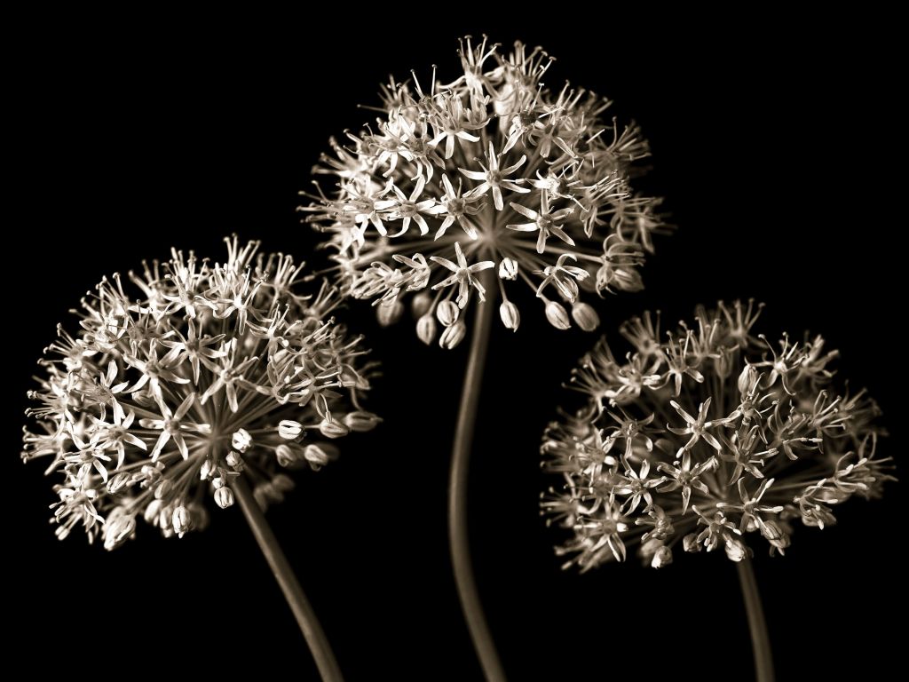 Drie Alliums