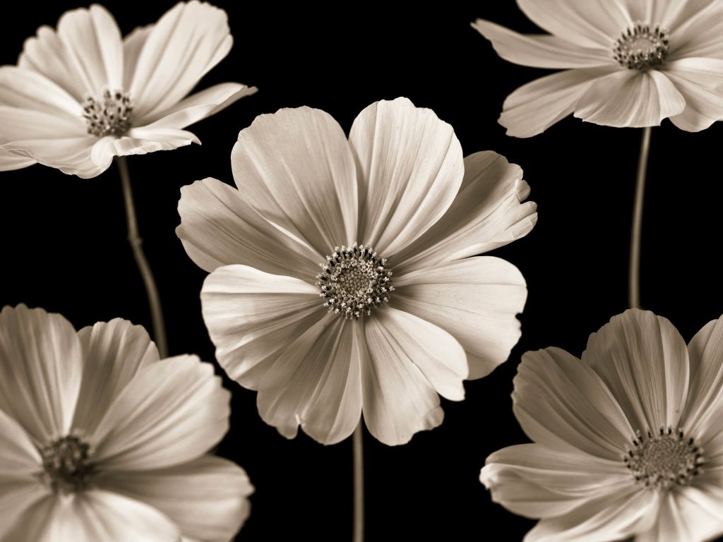 Meerder Cosmos bloemen