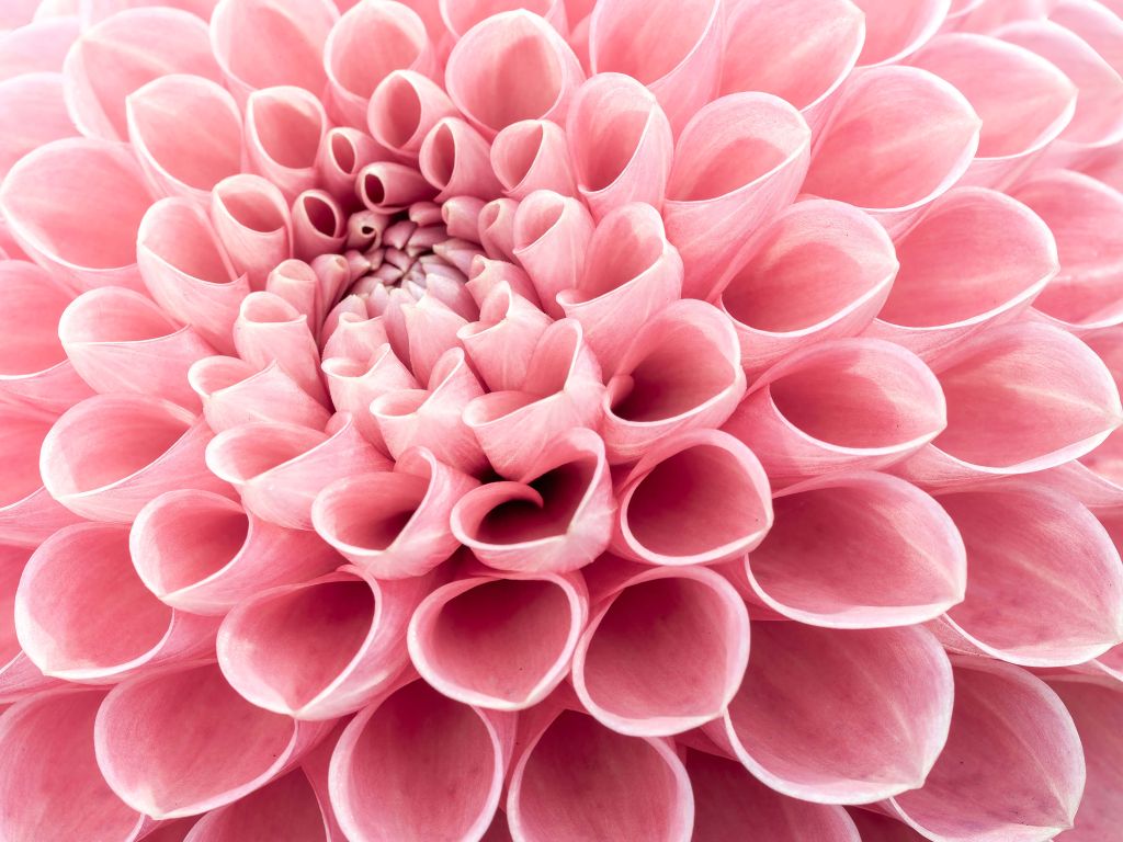 Roze dahlia