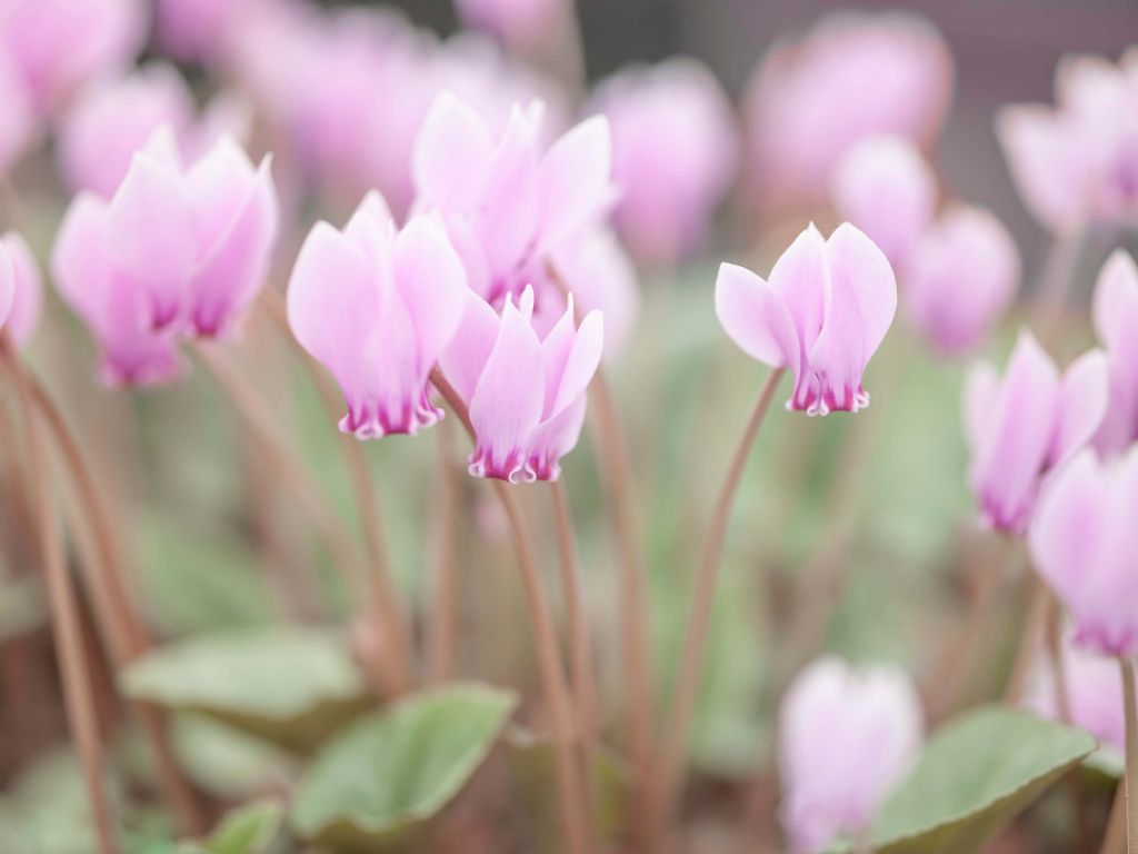 Mooie klimop bloemen