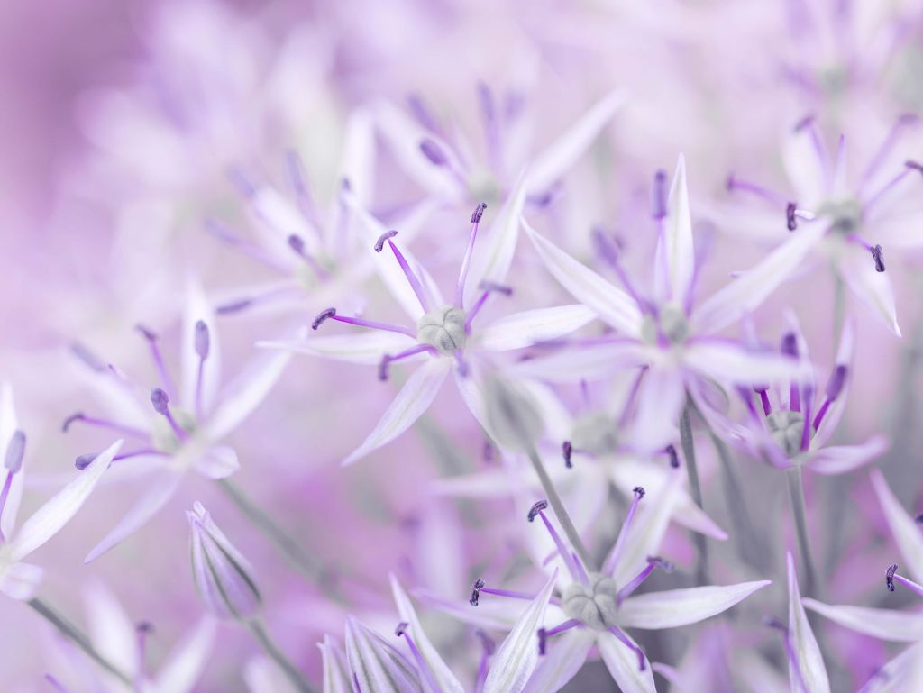 Close-up allium bloemen