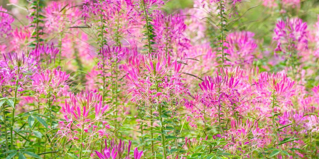 Cleome bloemen