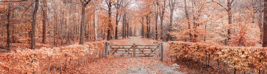 Doorgang naar herfstbos