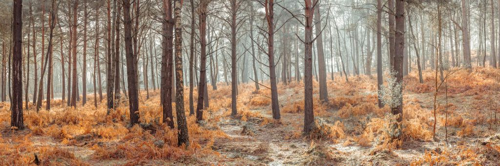 Bos tijdens de herfst