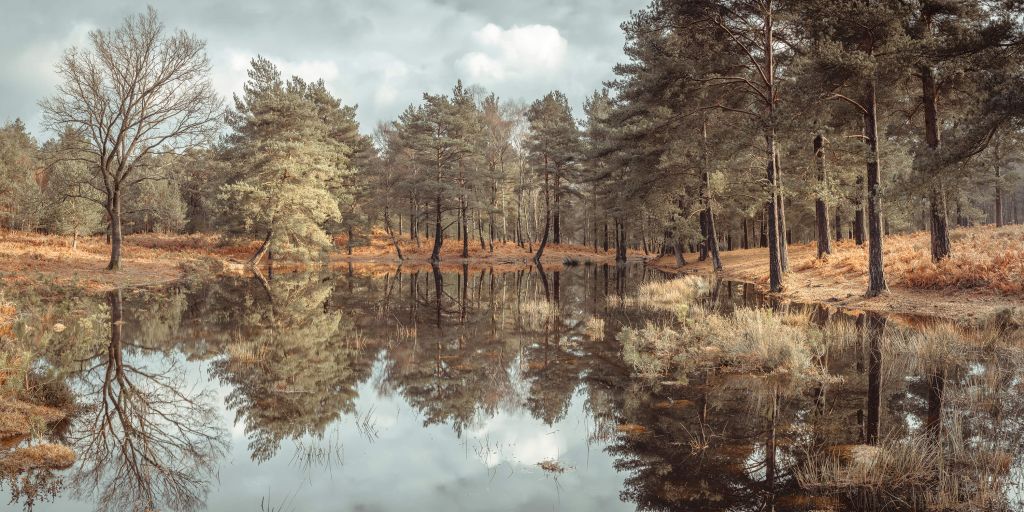 Bomen naast een meer