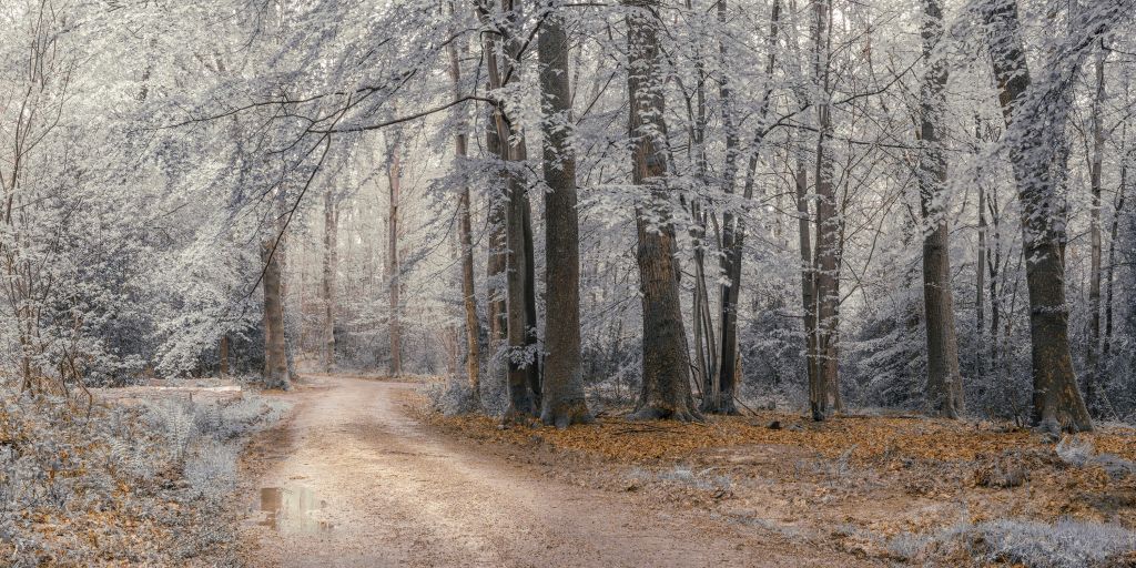 Bomen met witte bladeren