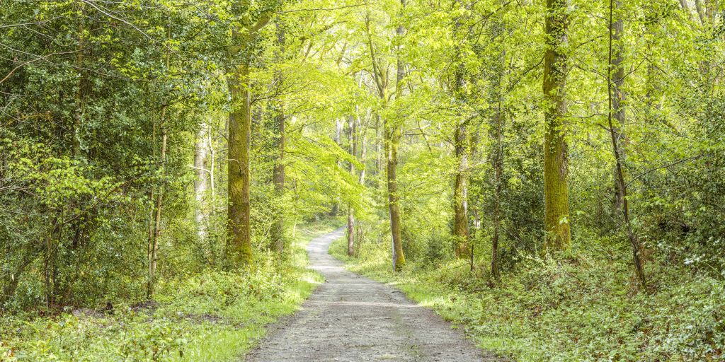 het groene bos