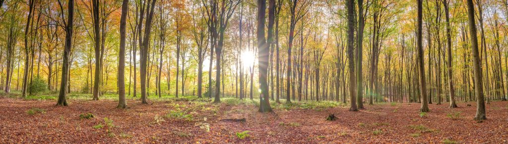 Zonlicht door herfstbos