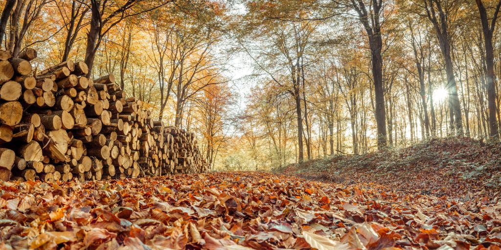 Boomstammen in herfstbos