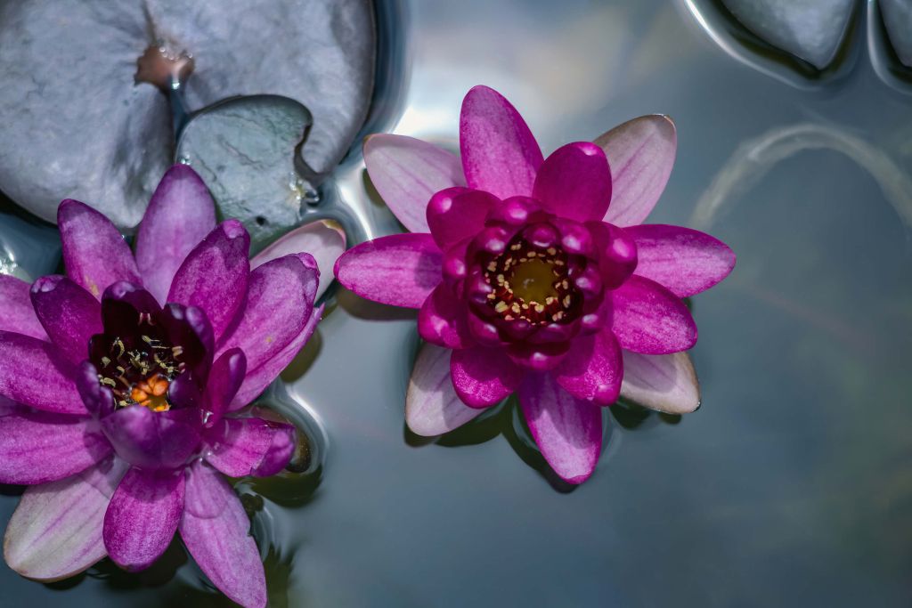 Roze lotusbloem in het water