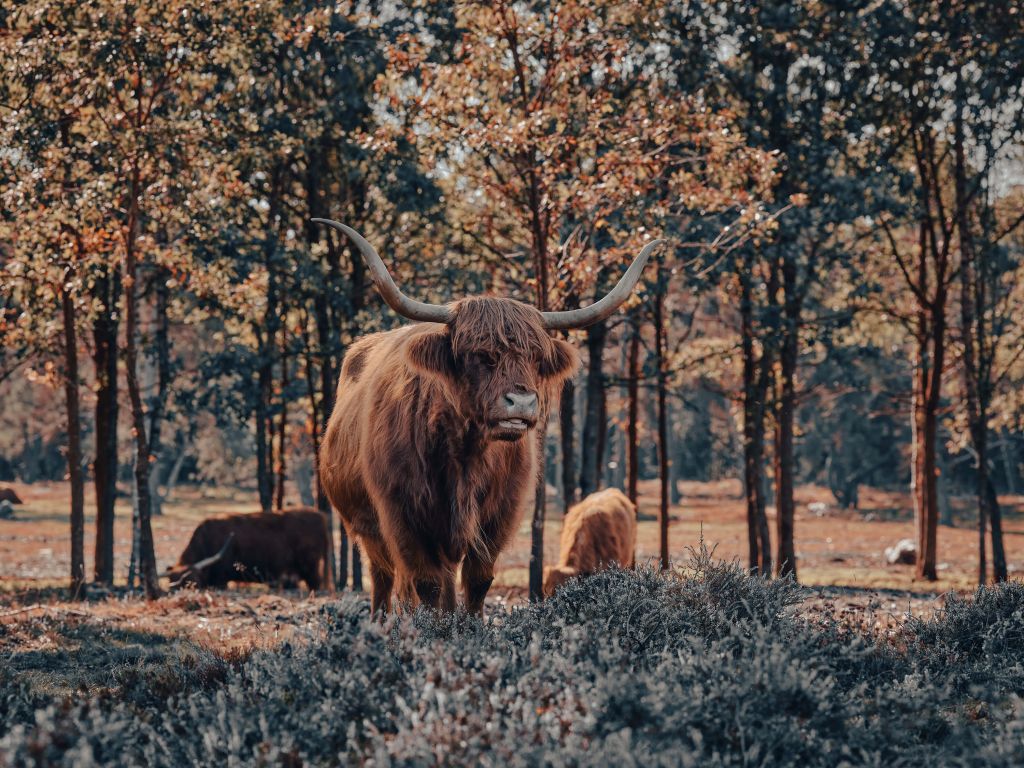 Schotse hooglander bij de bosrand