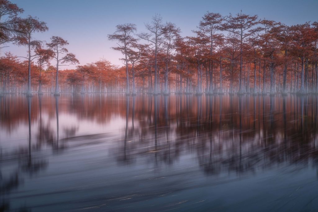 Evening cypresses