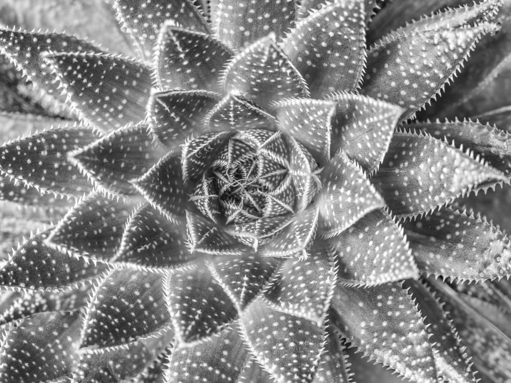 Close-up vetplant