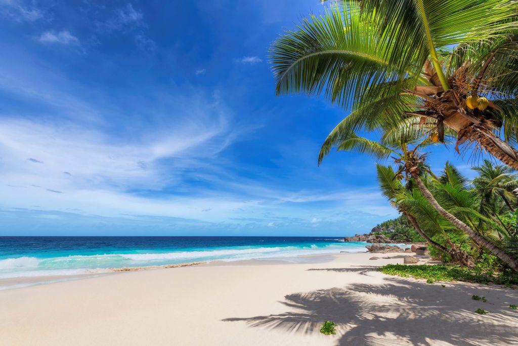 Tropisch strand met palmboom