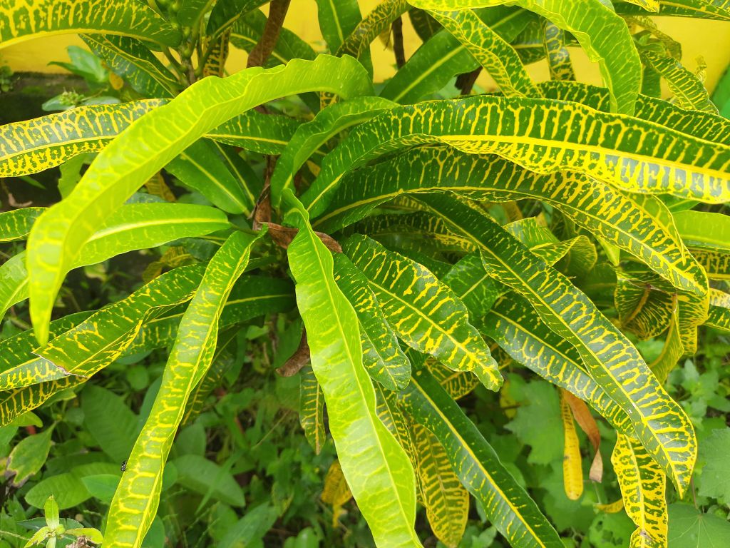 Geel-groene plant