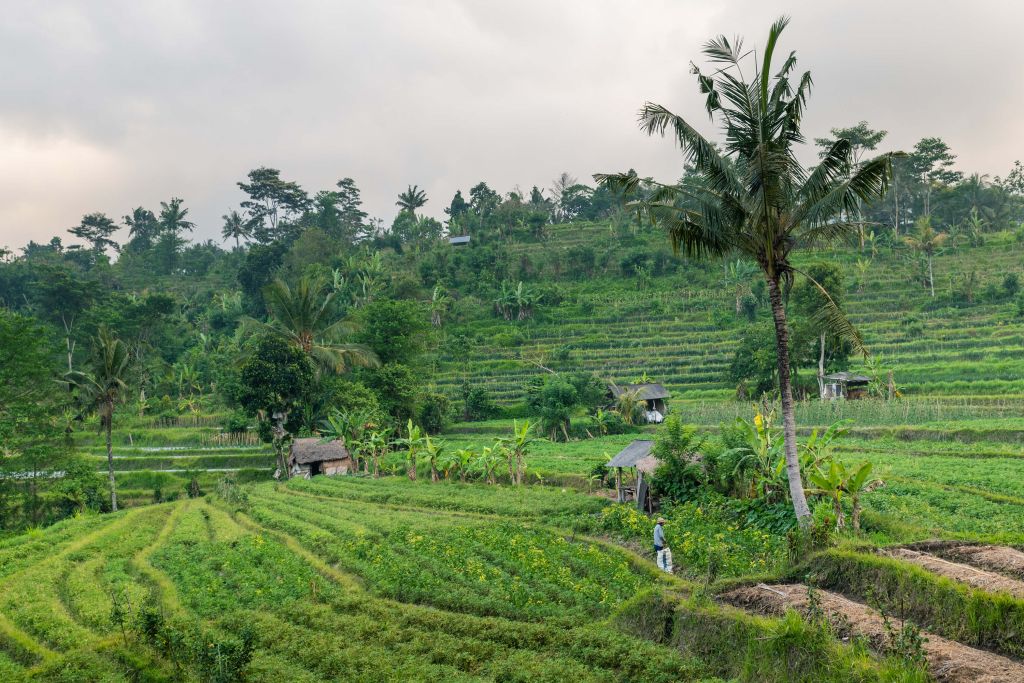 Rijstveld in Bali