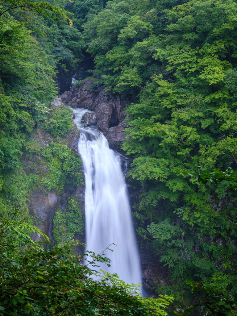 Dichtbegroeide waterval