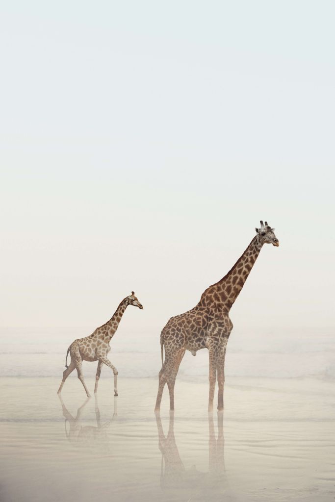 Giraffen op het strand