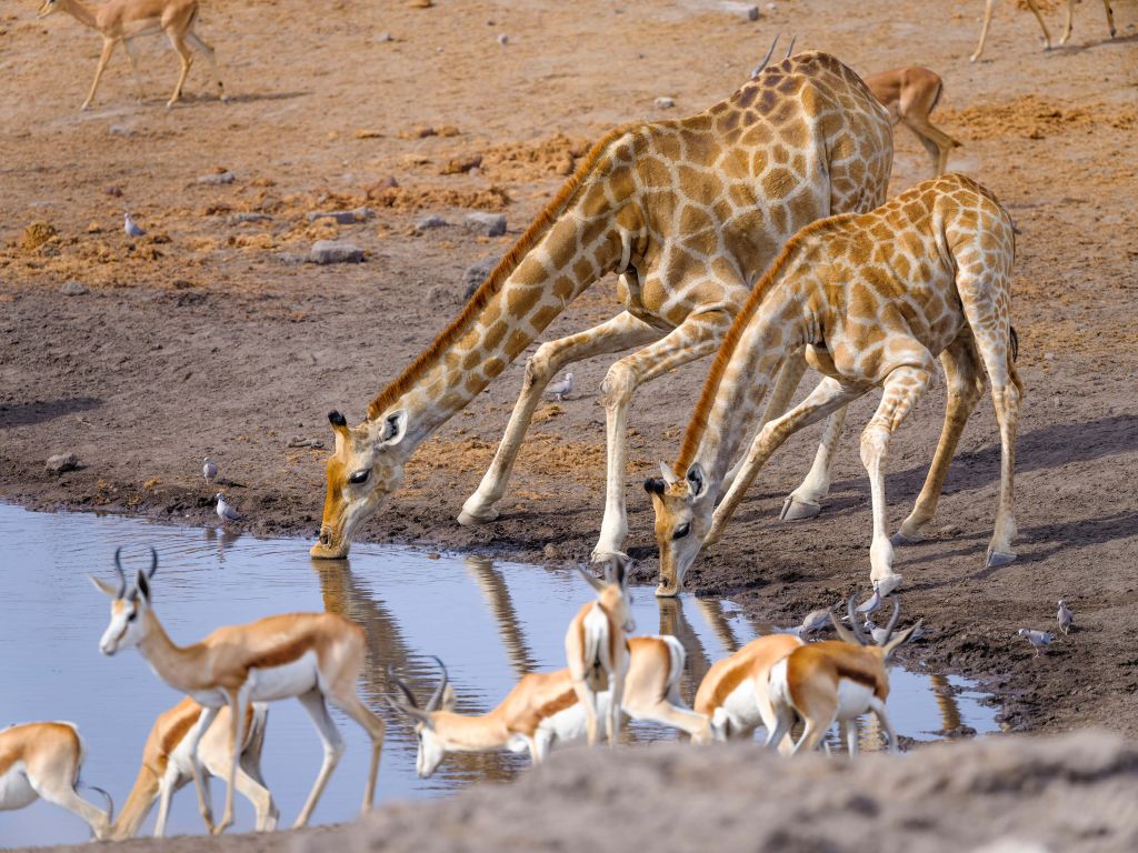 Drinkende giraffen