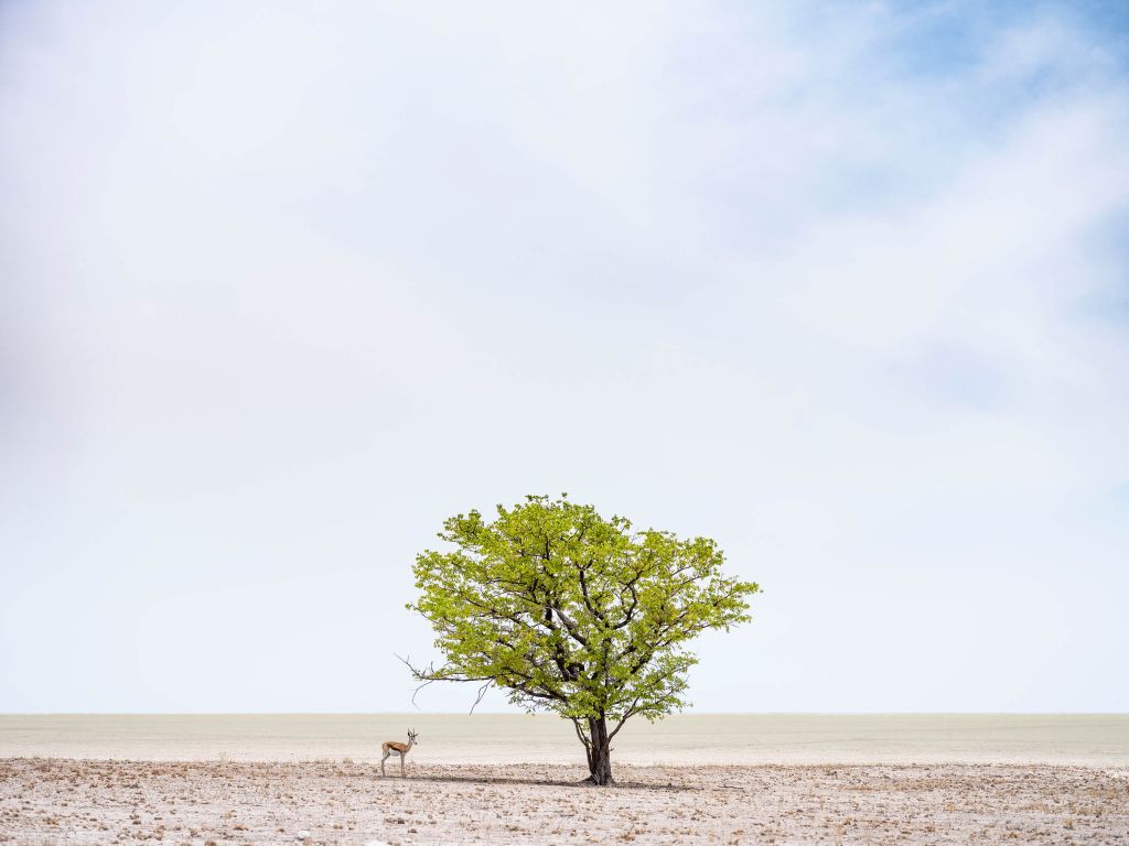 Minimalistische landschap