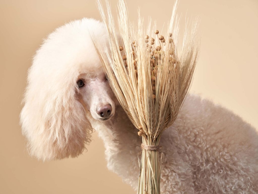 Hond en bloemen