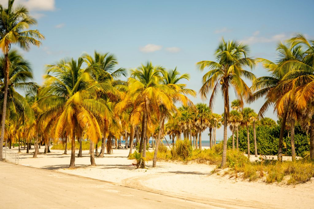 Geel-groene palmbomen