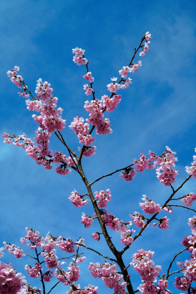 Japanse roze bloesems