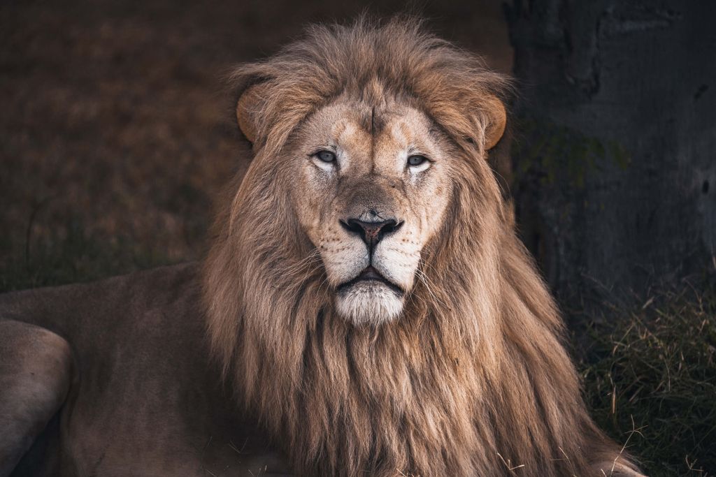 Portret van een leeuw