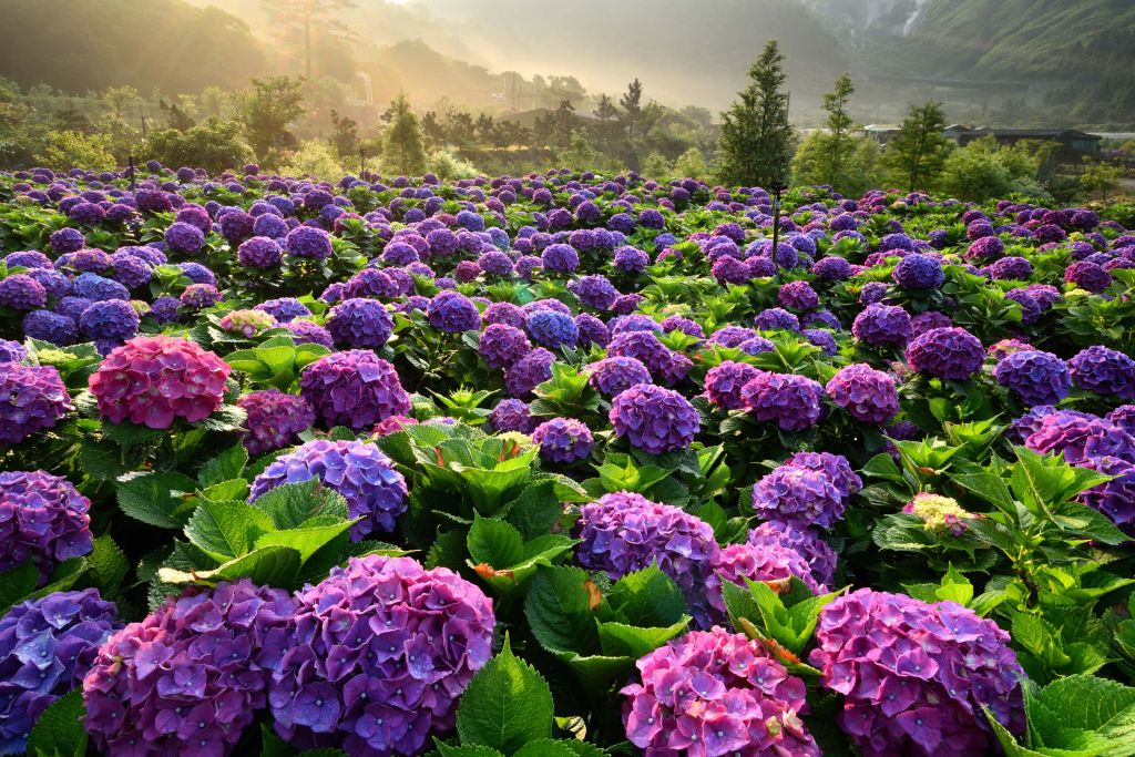 Hortensia's in een veld