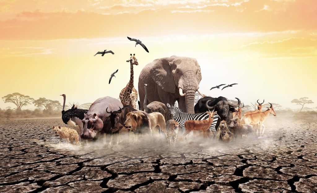 Dieren in Afrika