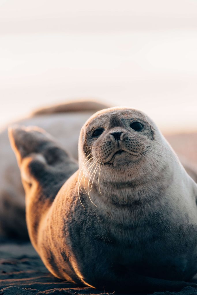 Zeehond op strand in avondlicht