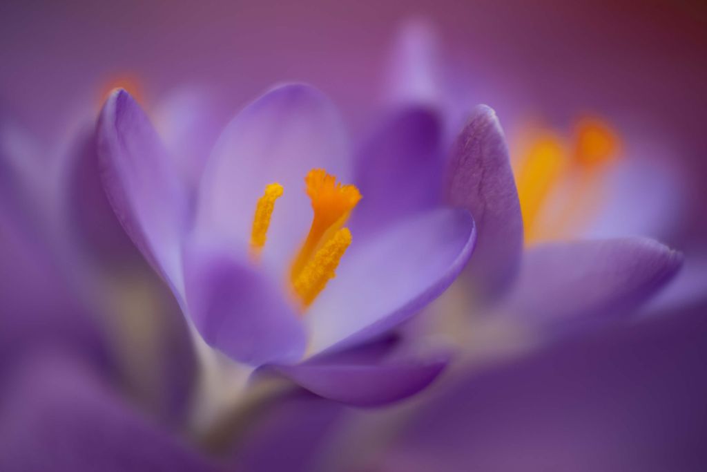 Purple Crocuses