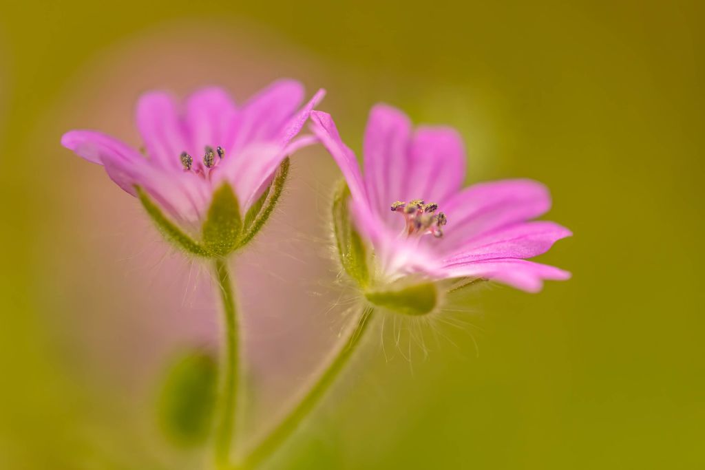 Two magical pink flowers