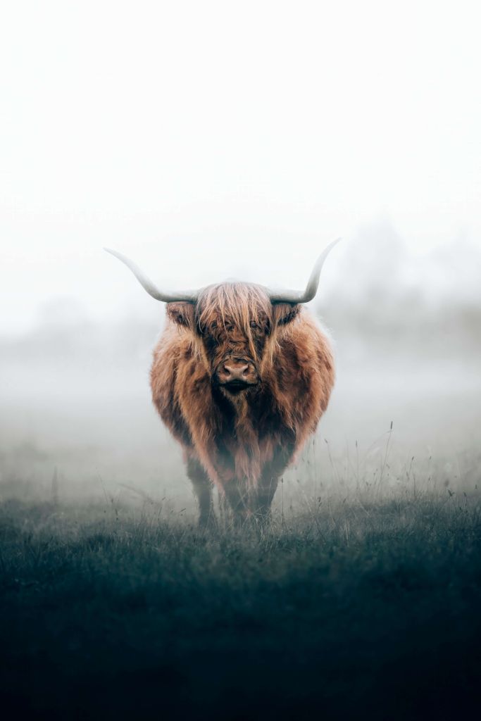 Schotse hooglander in dichte mist