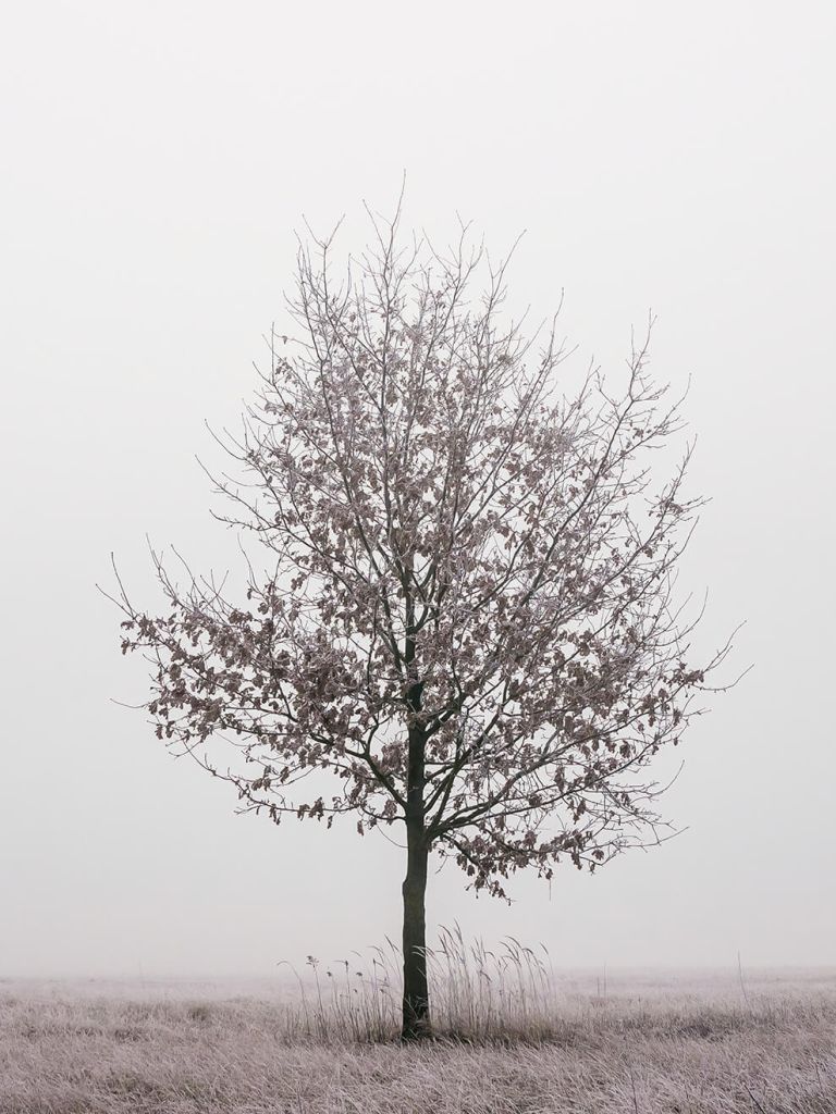 A lonely oak