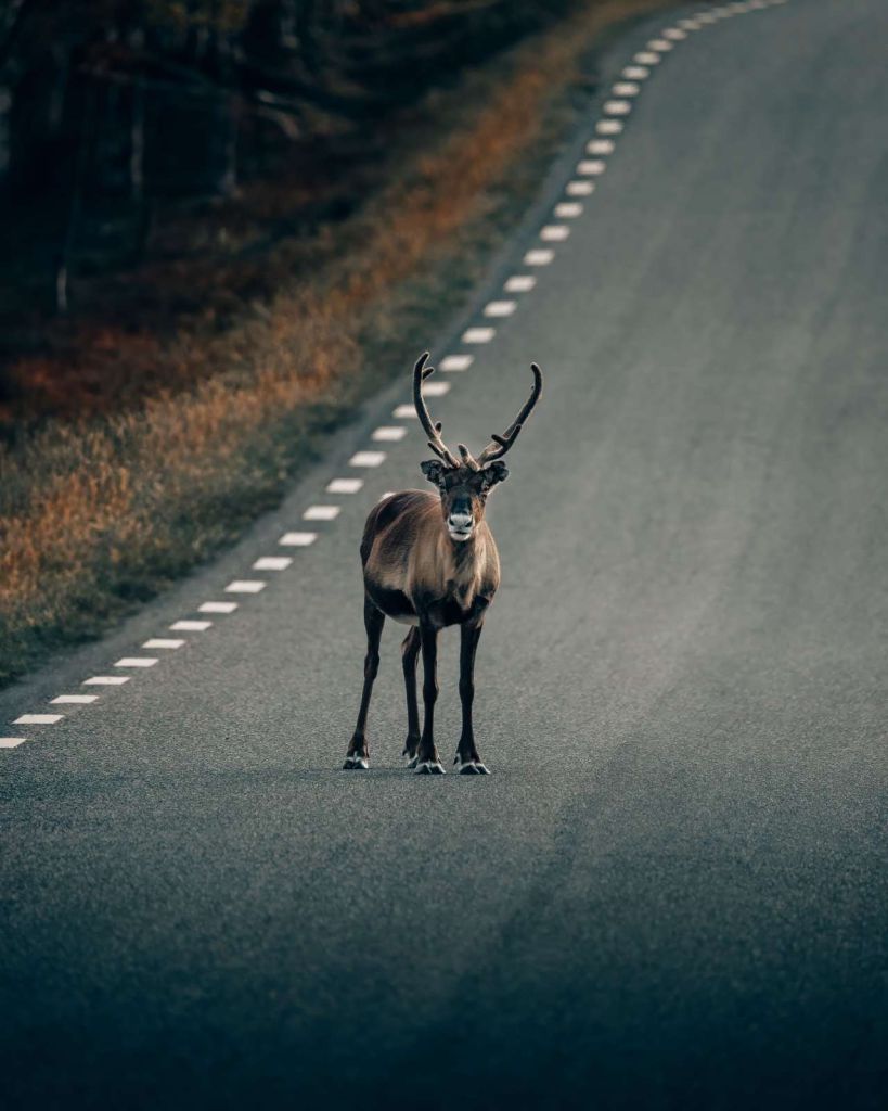 Rendieren op de weg