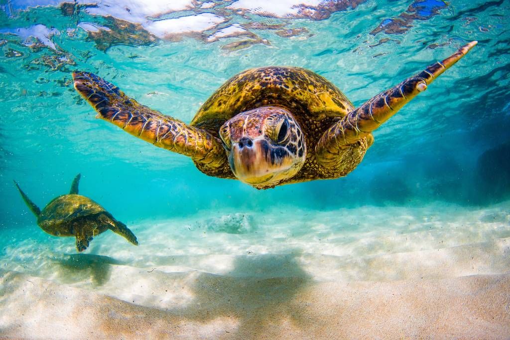 Zeeschildpad in de oceaan